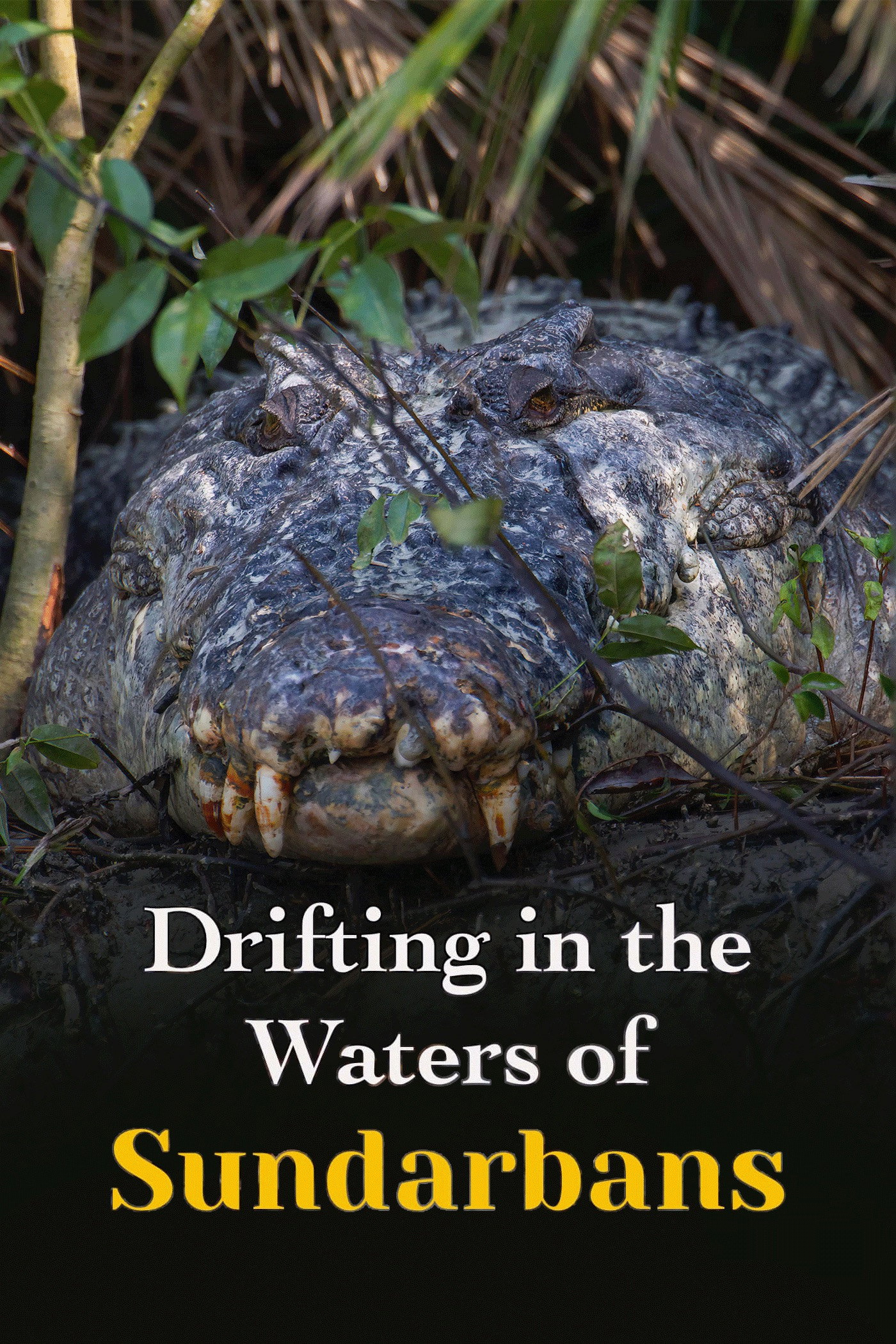 Drifting in the Waters of Sundarbans movie poster print