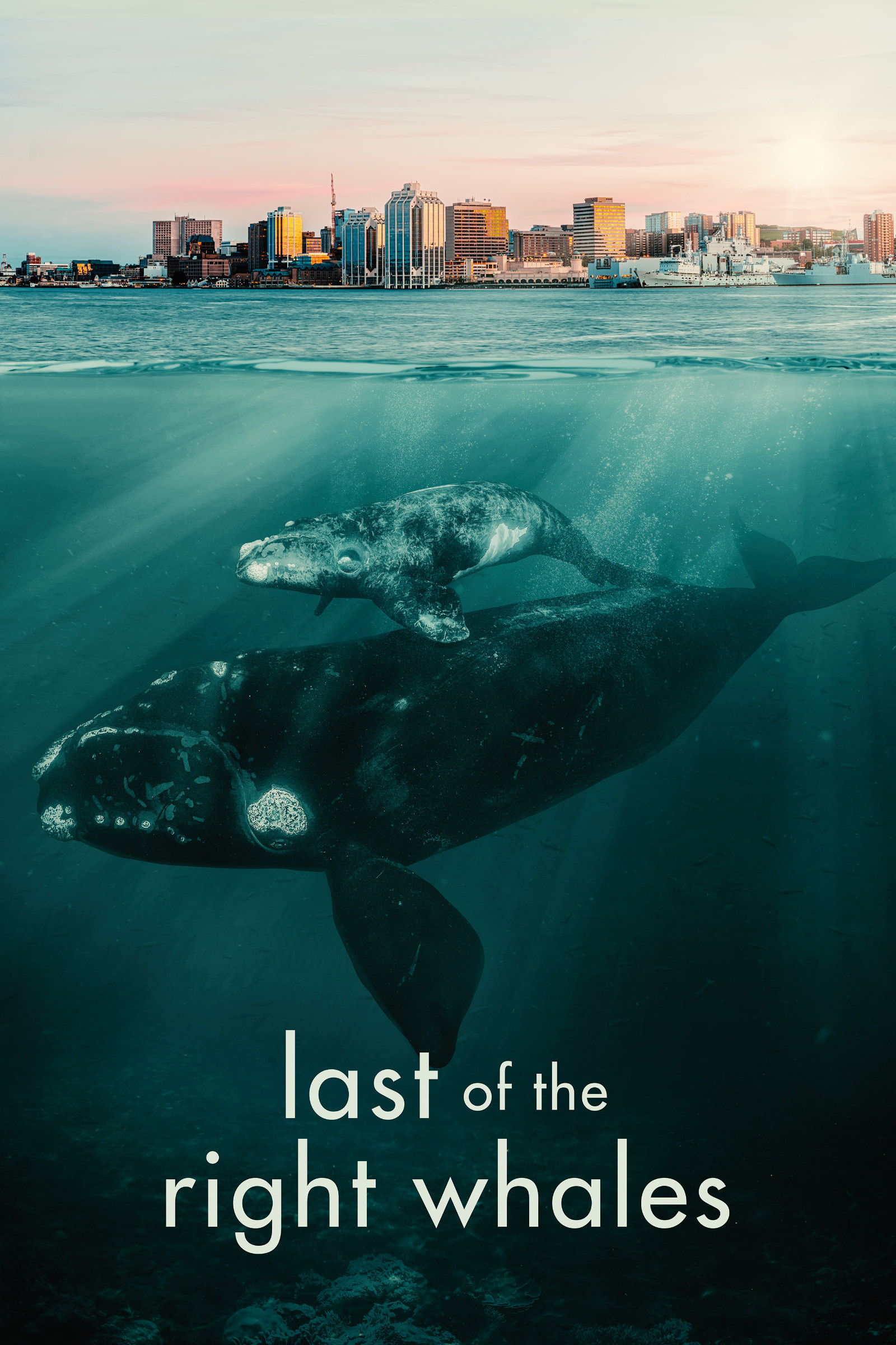 Last of the Right Whales movie poster print